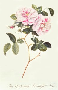 Róża Yorku i Lancaster autorstwa Georg Dionysius Ehret